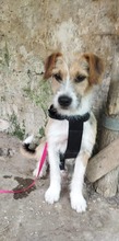 TAIFUN, Hund, Mischlingshund in Bulgarien - Bild 5