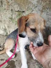 TAIFUN, Hund, Mischlingshund in Bulgarien - Bild 6