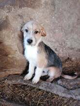 TAIFUN, Hund, Mischlingshund in Bulgarien - Bild 7