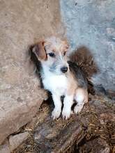 TAIFUN, Hund, Mischlingshund in Bulgarien - Bild 8