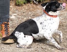 LORENDA, Hund, Mischlingshund in Zypern - Bild 5
