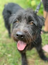 CSOKI, Hund, Mischlingshund in Ungarn - Bild 1