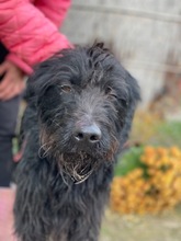 CSOKI, Hund, Mischlingshund in Ungarn - Bild 2
