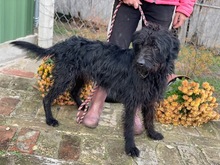 CSOKI, Hund, Mischlingshund in Ungarn - Bild 4