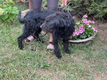 CSOKI, Hund, Mischlingshund in Ungarn - Bild 7