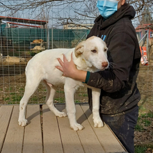 KARL, Hund, Griechischer Hirtenhund-Mix in Griechenland - Bild 11