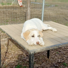 KARL, Hund, Griechischer Hirtenhund-Mix in Griechenland - Bild 12