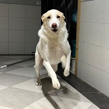 KARL, Hund, Griechischer Hirtenhund-Mix in Griechenland - Bild 4