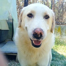 KARL, Hund, Griechischer Hirtenhund-Mix in Griechenland - Bild 5
