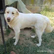 KARL, Hund, Griechischer Hirtenhund-Mix in Griechenland - Bild 6