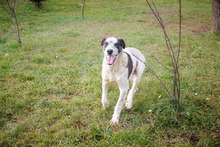 DANIJEL, Hund, Mischlingshund in Kroatien - Bild 1