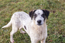 DANIJEL, Hund, Mischlingshund in Kroatien - Bild 2