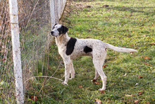 DANIJEL, Hund, Mischlingshund in Kroatien - Bild 6