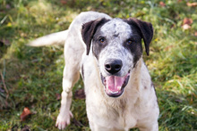 DANIJEL, Hund, Mischlingshund in Kroatien - Bild 7