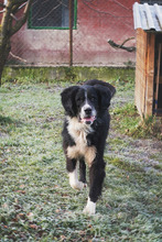 BARRY, Hund, Neufundländer-Mix in Kroatien - Bild 2