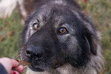 MALIKA, Hund, Herdenschutzhund-Mix in Kroatien - Bild 1
