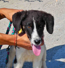 JANUSZ, Hund, Mischlingshund in Bulgarien - Bild 1