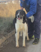 JANUSZ, Hund, Mischlingshund in Bulgarien - Bild 11