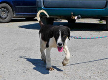 JANUSZ, Hund, Mischlingshund in Bulgarien - Bild 2