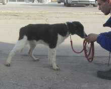JANUSZ, Hund, Mischlingshund in Bulgarien - Bild 3