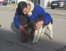 JANUSZ, Hund, Mischlingshund in Bulgarien - Bild 4