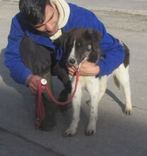 JANUSZ, Hund, Mischlingshund in Bulgarien - Bild 5