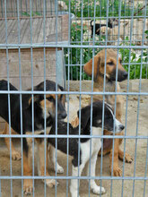 JANUSZ, Hund, Mischlingshund in Bulgarien - Bild 8