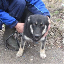 BONSAI, Hund, Mischlingshund in Bulgarien - Bild 1