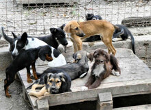 BONSAI, Hund, Mischlingshund in Bulgarien - Bild 10