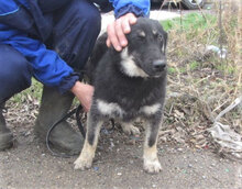 BONSAI, Hund, Mischlingshund in Bulgarien - Bild 2