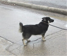 BONSAI, Hund, Mischlingshund in Bulgarien - Bild 3