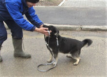 BONSAI, Hund, Mischlingshund in Bulgarien - Bild 4