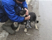 BONSAI, Hund, Mischlingshund in Bulgarien - Bild 5