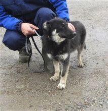BONSAI, Hund, Mischlingshund in Bulgarien - Bild 8