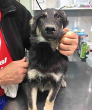 BONSAI, Hund, Mischlingshund in Bulgarien - Bild 9