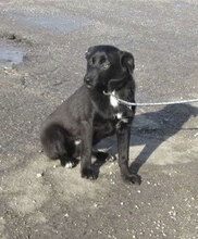 SMARI, Hund, Mischlingshund in Bulgarien - Bild 1
