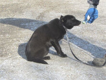 SMARI, Hund, Mischlingshund in Bulgarien - Bild 2