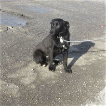 SMARI, Hund, Mischlingshund in Bulgarien - Bild 7
