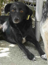 SONY, Hund, Mischlingshund in Bulgarien - Bild 1
