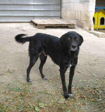 SONY, Hund, Mischlingshund in Bulgarien - Bild 10