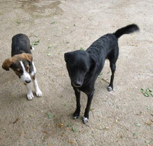 SONY, Hund, Mischlingshund in Bulgarien - Bild 11