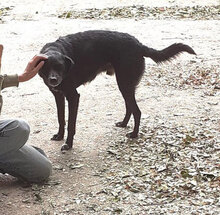SONY, Hund, Mischlingshund in Bulgarien - Bild 13
