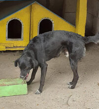 SONY, Hund, Mischlingshund in Bulgarien - Bild 14