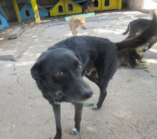 SONY, Hund, Mischlingshund in Bulgarien - Bild 16