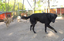 SONY, Hund, Mischlingshund in Bulgarien - Bild 17