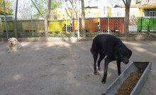 SONY, Hund, Mischlingshund in Bulgarien - Bild 19