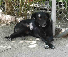 SONY, Hund, Mischlingshund in Bulgarien - Bild 2