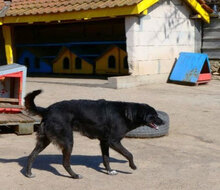 SONY, Hund, Mischlingshund in Bulgarien - Bild 21