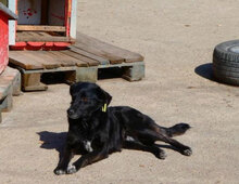 SONY, Hund, Mischlingshund in Bulgarien - Bild 22