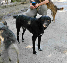SONY, Hund, Mischlingshund in Bulgarien - Bild 3